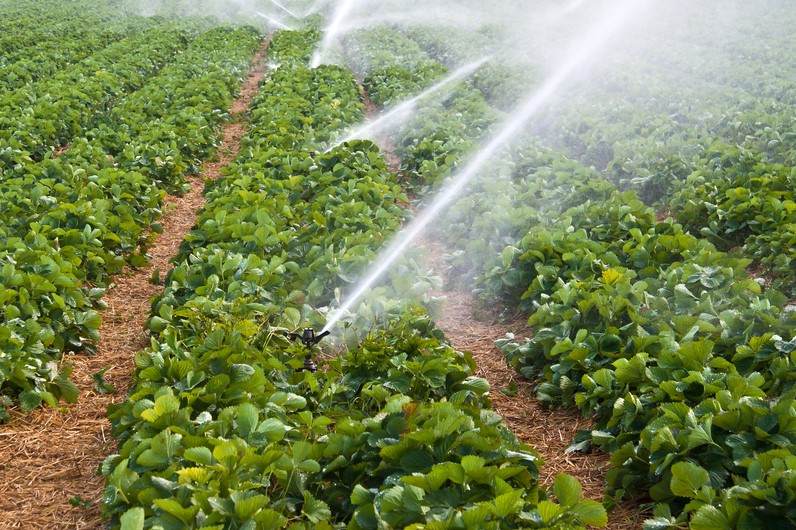 Water,spray,on,an,agricultural,strawberry,field
